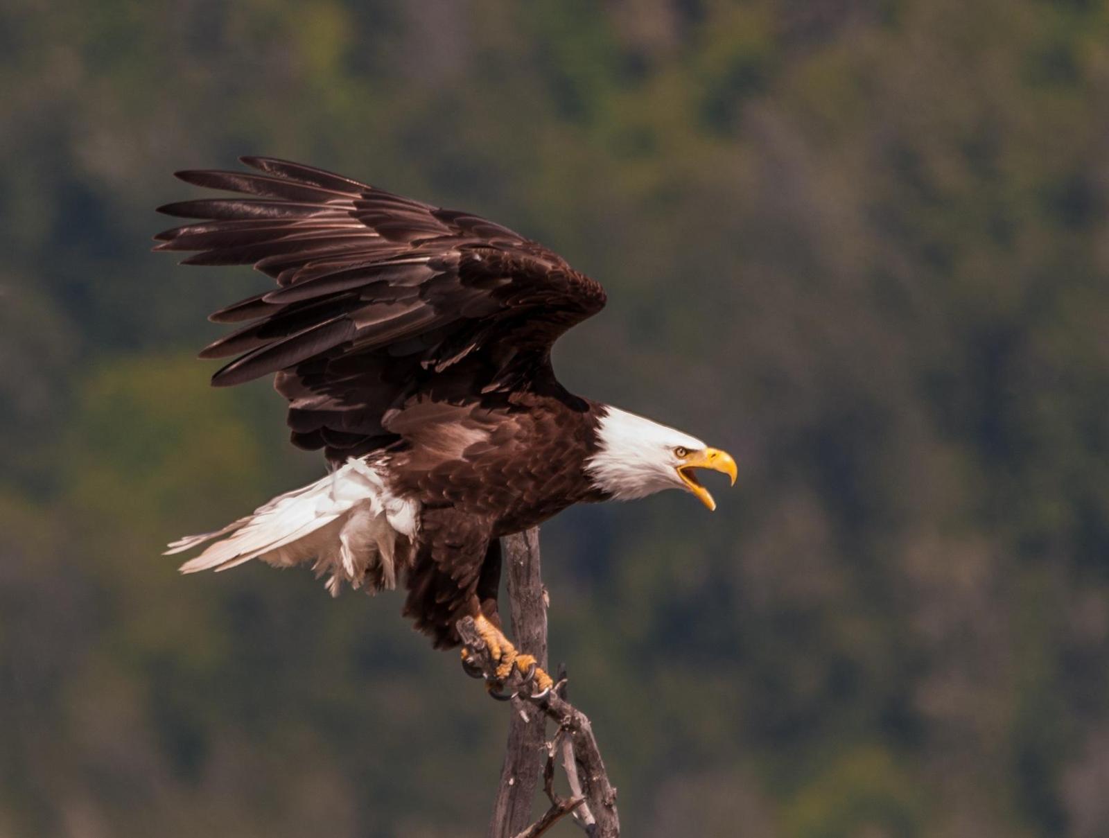 Bald Eagle Photo by Layton  Rikkers