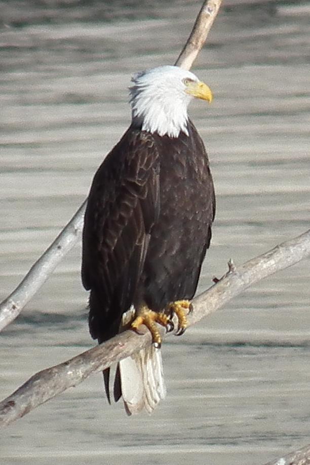 Bald Eagle Photo by Enid Bachman