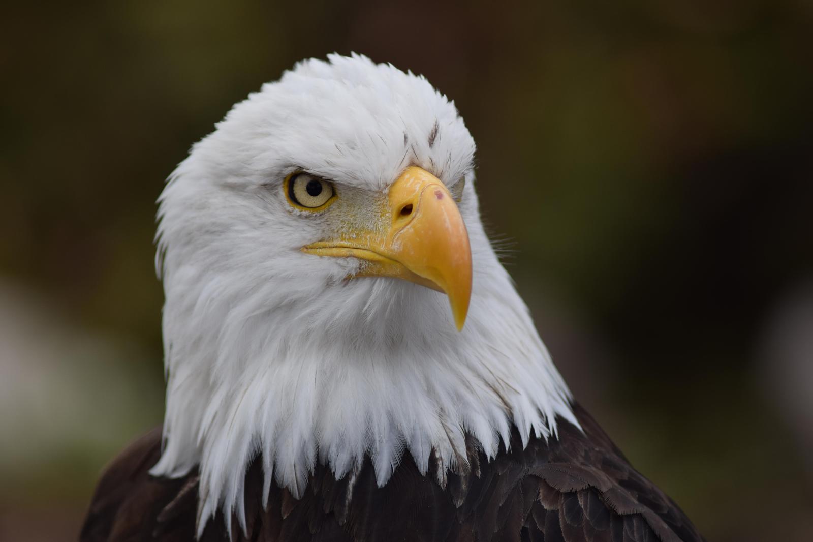 Bald Eagle Photo by Ian Wikarski
