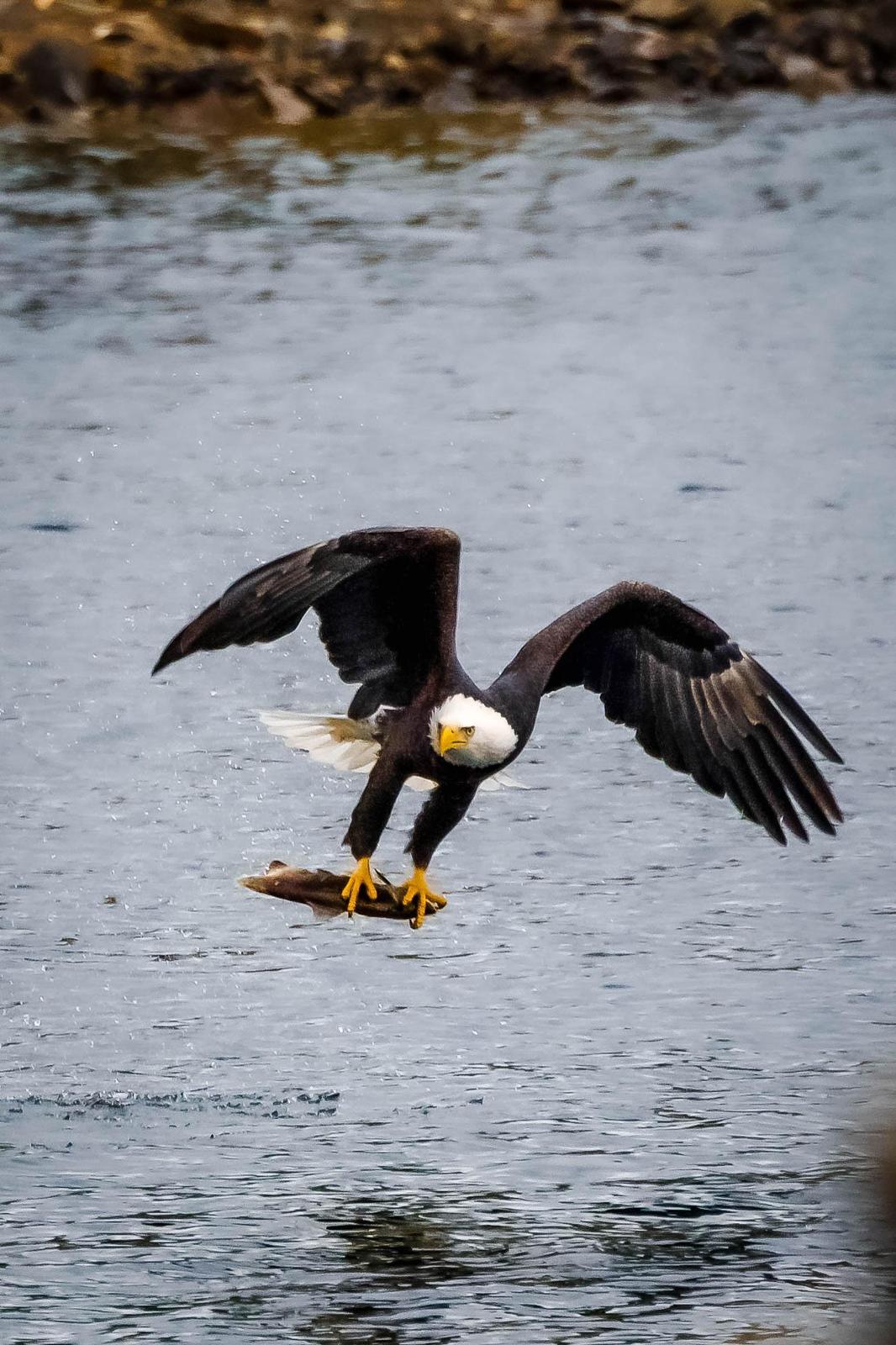 Bald Eagle Photo by Scott Yerges