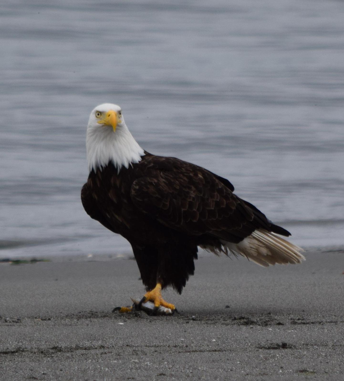Bald Eagle Photo by Ken Shawcroft