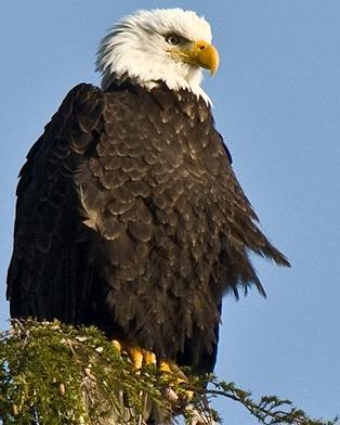 Bald Eagle Photo by Pete Myers
