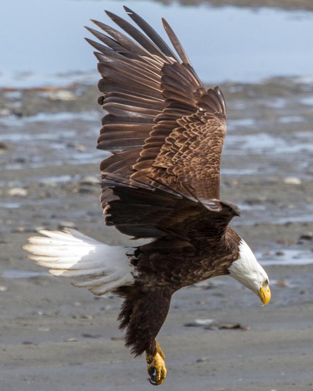 Bald Eagle Photo by Ashley Bradford