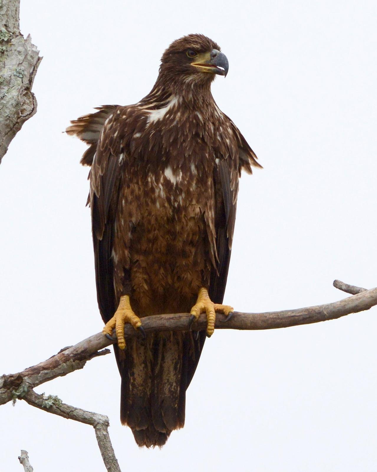 Bald Eagle Photo by David Hollie
