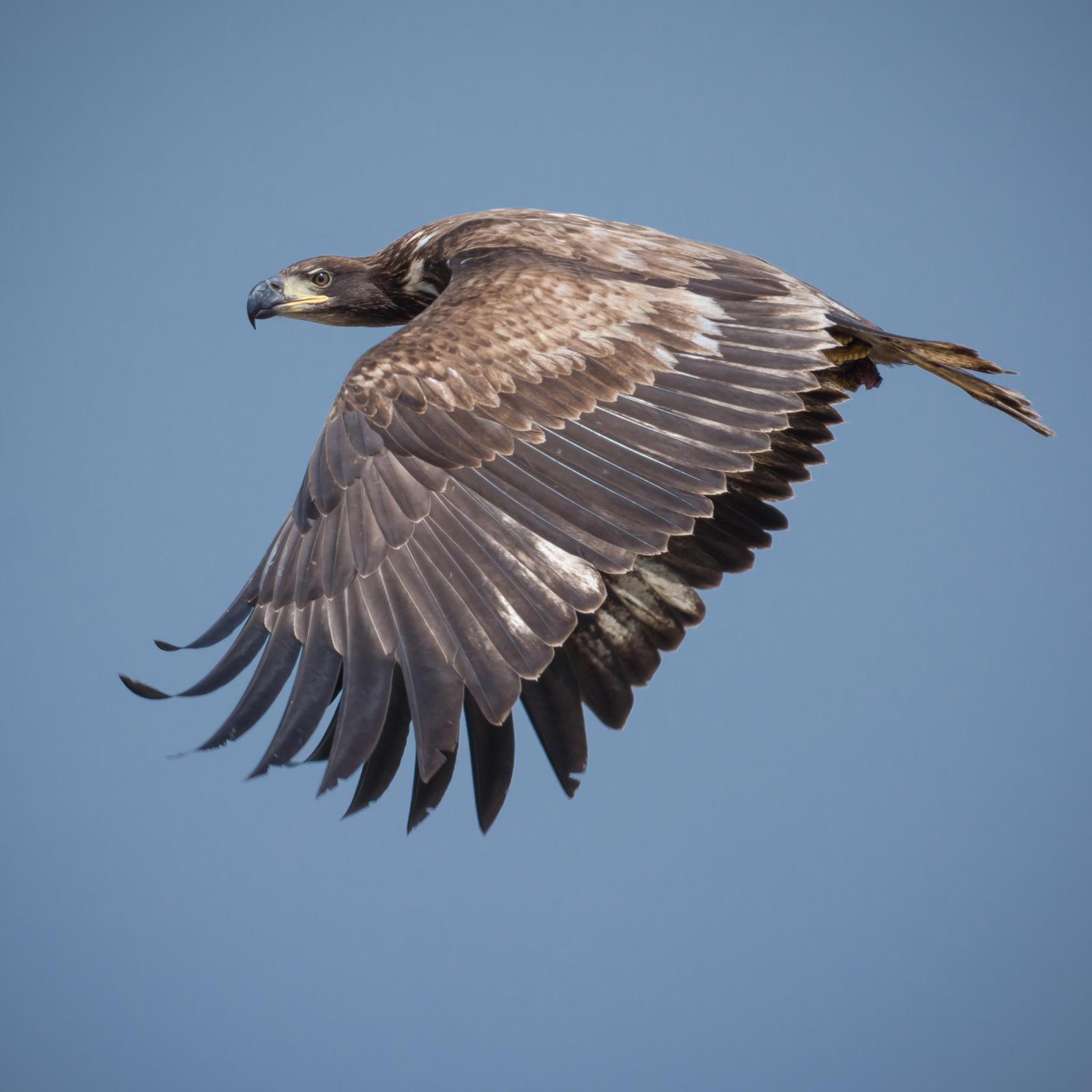 Bald Eagle Photo by Jesse Hodges