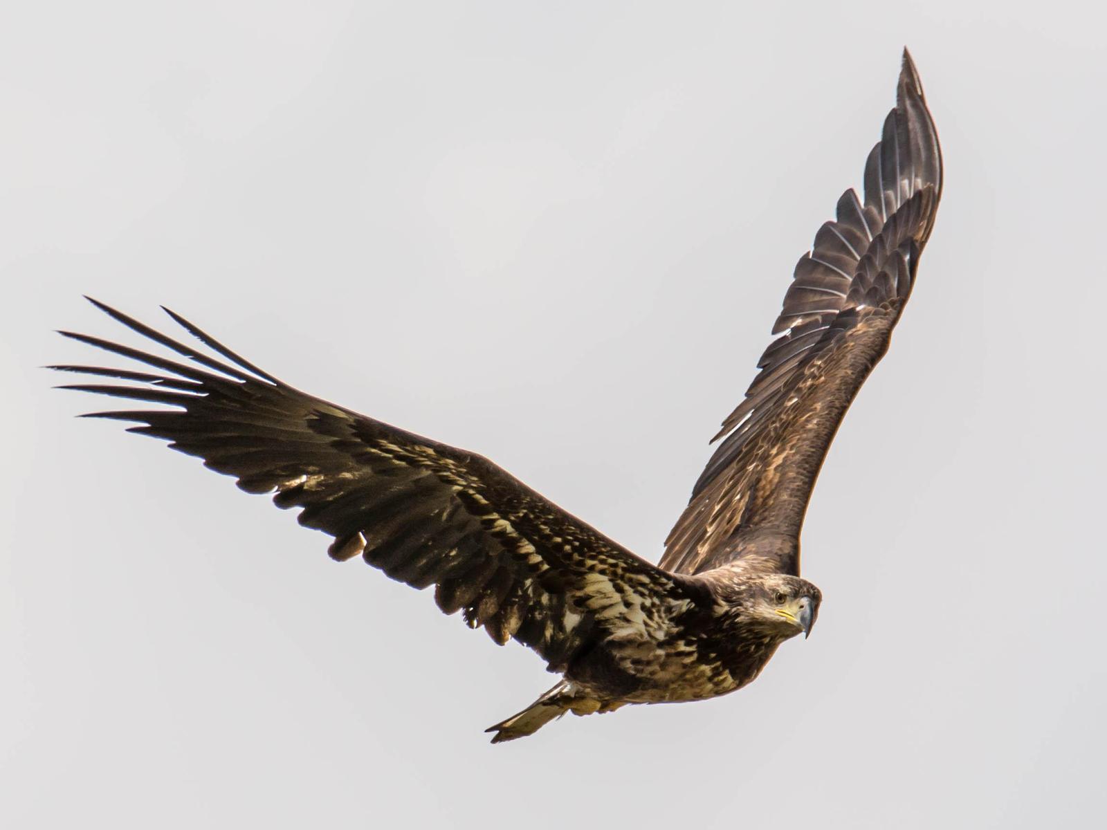 Bald Eagle Photo by Karen Prisby