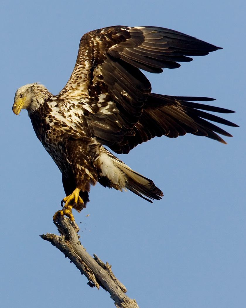 Bald Eagle Photo by Josh Haas