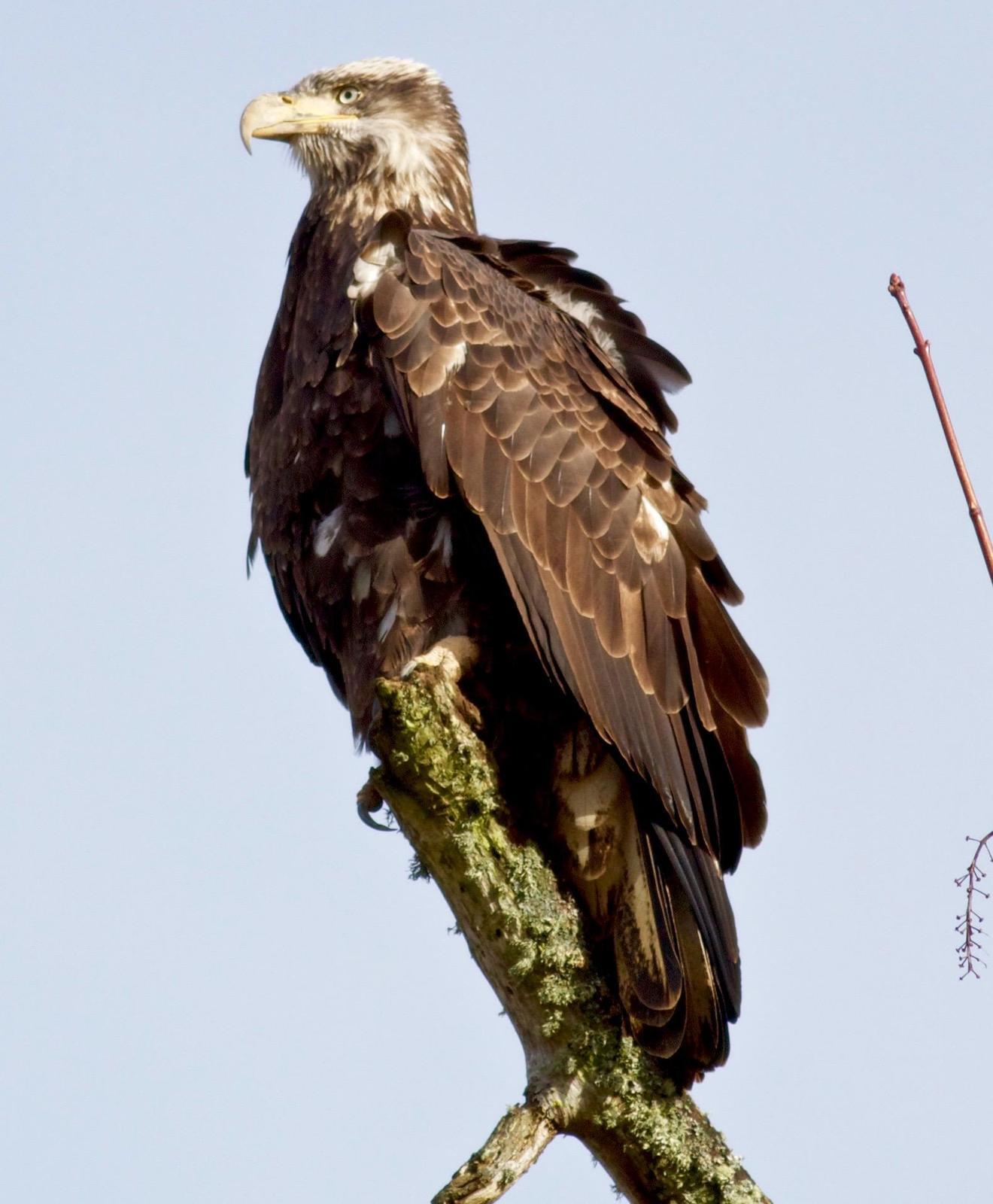Bald Eagle Photo by Kathryn Keith