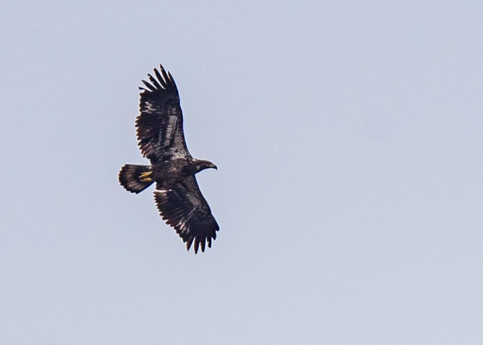 Bald Eagle Photo by Keshava Mysore