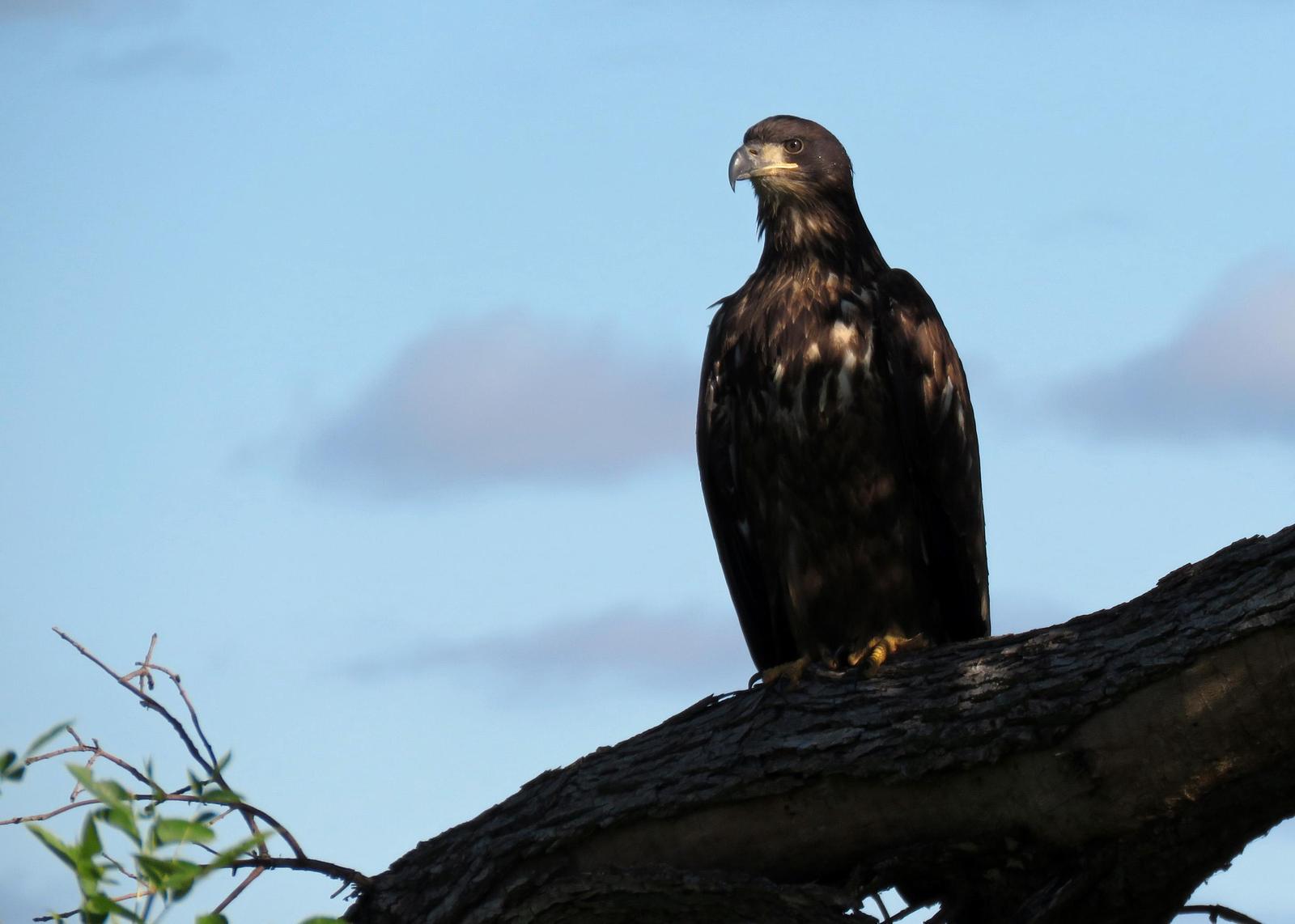 Bald Eagle Photo by Kelly Preheim
