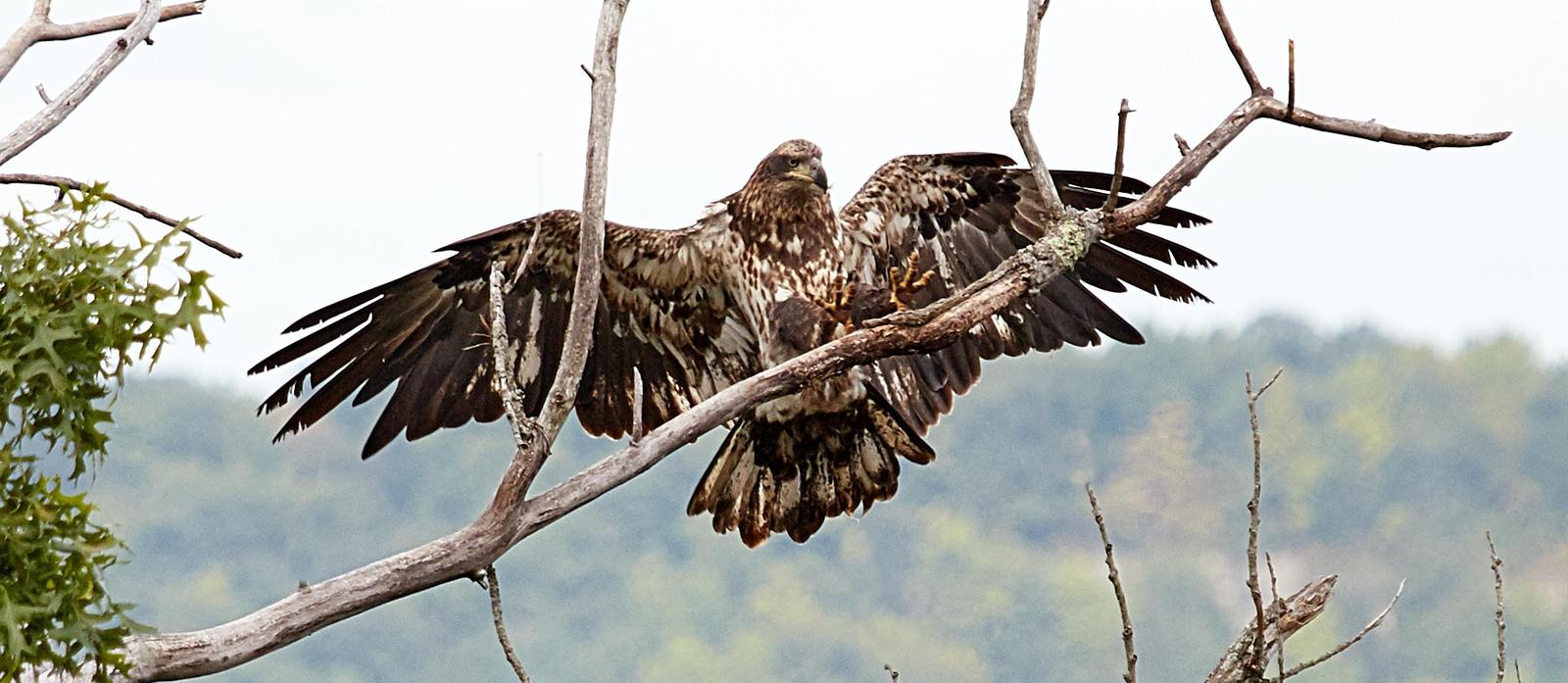 Bald Eagle Photo by Jim Werkowski