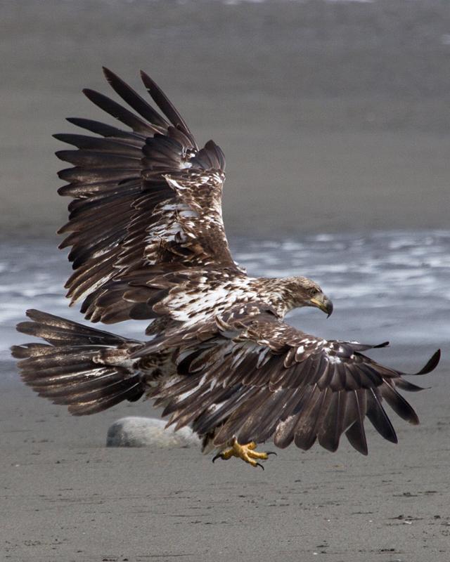 Bald Eagle Photo by Ashley Bradford