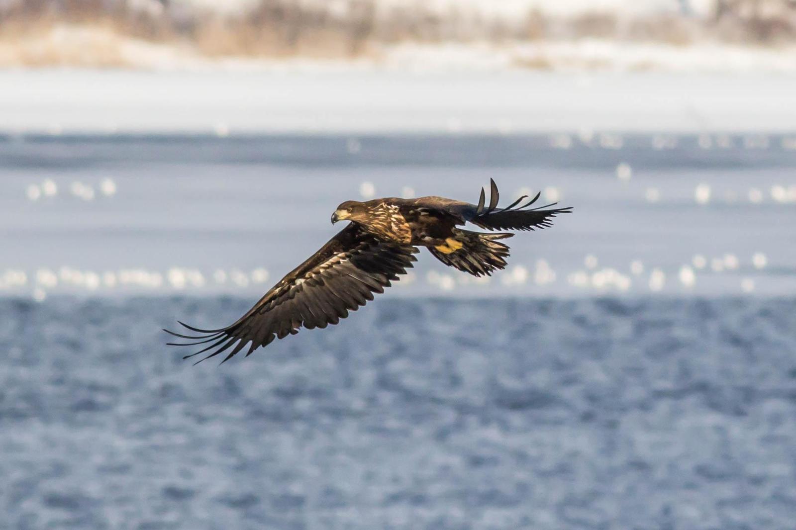 White-tailed Eagle Photo by African Googre