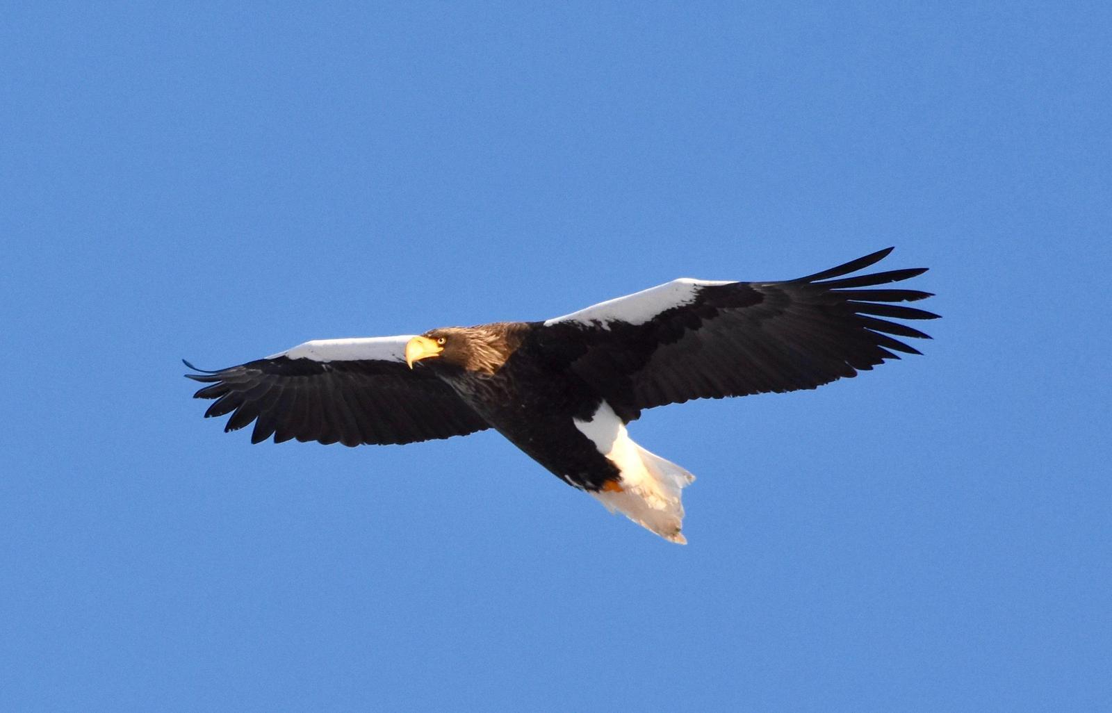 Steller's Sea-Eagle Photo by Lizabeth Southworth