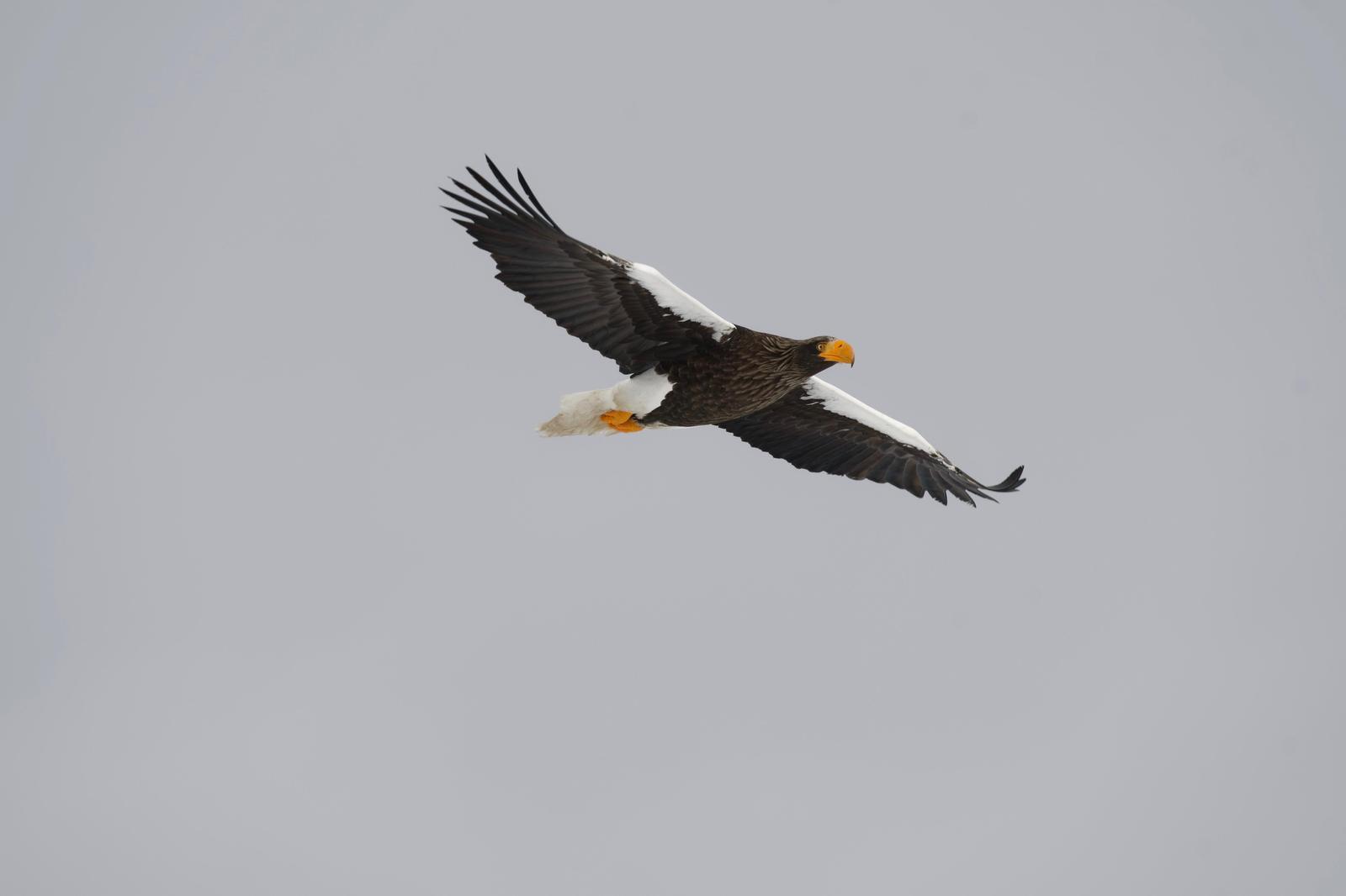 Steller's Sea-Eagle Photo by Robert Cousins