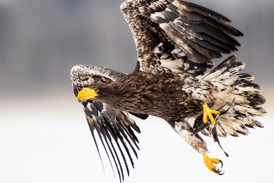 Steller's Sea-Eagle Photo by Julie Edgley