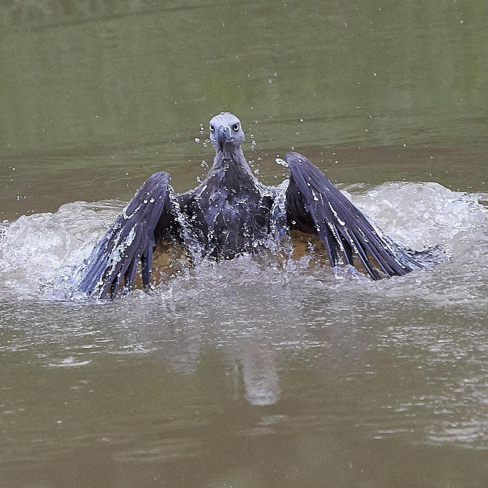 Gray-headed Fish-Eagle Photo by Steven Cheong