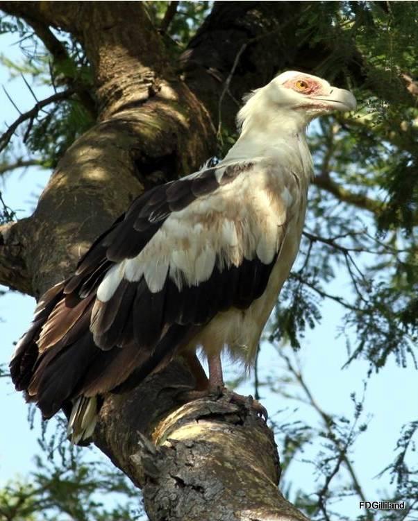 Palm-nut Vulture Photo by Frank Gilliland