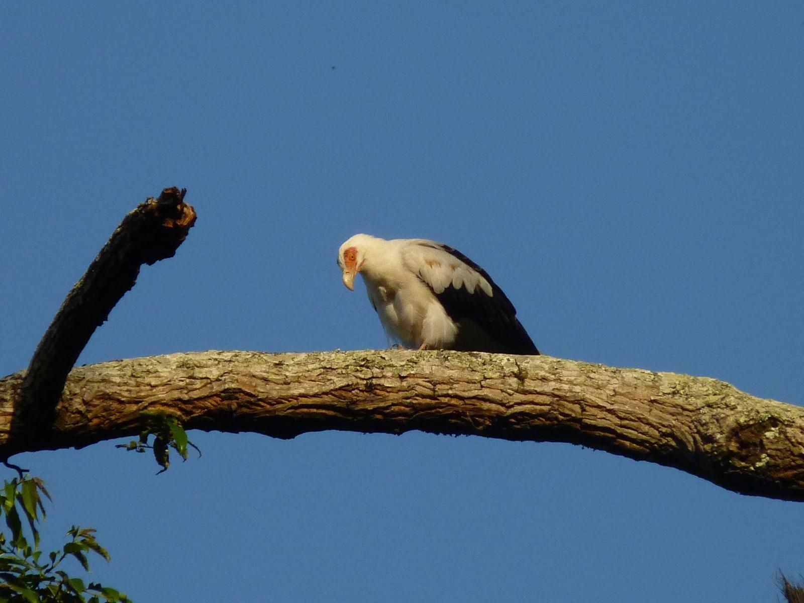 Palm-nut Vulture Photo by Montserrat Lara