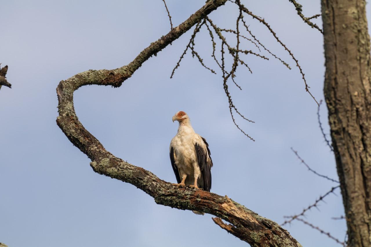 Palm-nut Vulture Photo by Sekar Balasubramanian