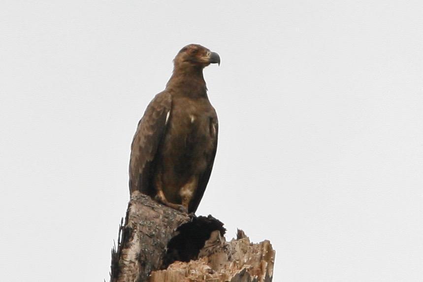 Palm-nut Vulture Photo by Oscar Johnson