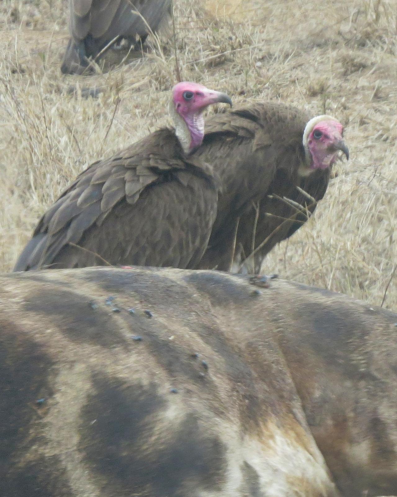Hooded Vulture Photo by Richard  Lowe