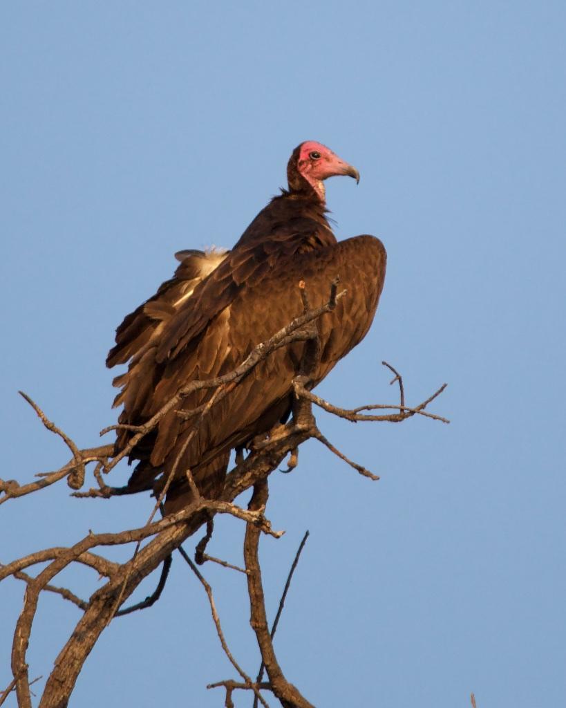 Hooded Vulture Photo by Denis Rivard