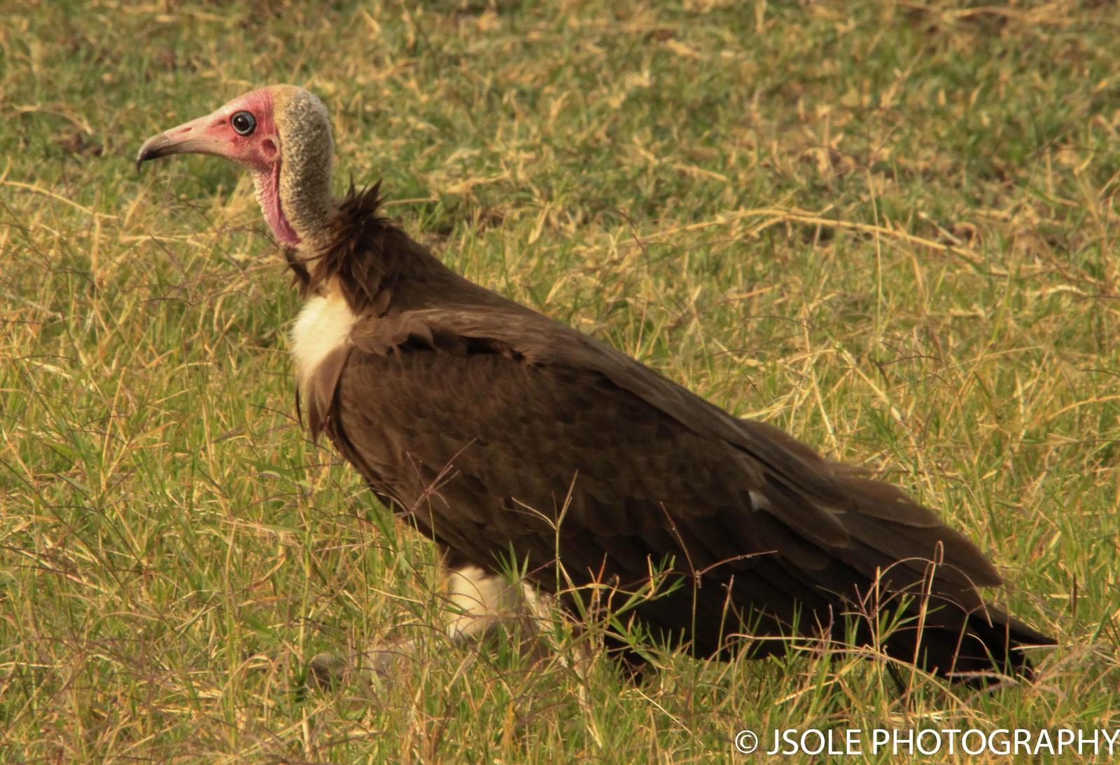 Hooded Vulture Photo by Jeffery Sole