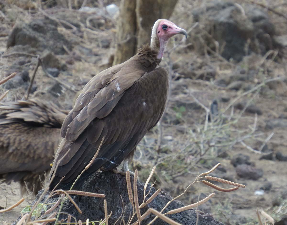 Hooded Vulture Photo by Peter Boesman