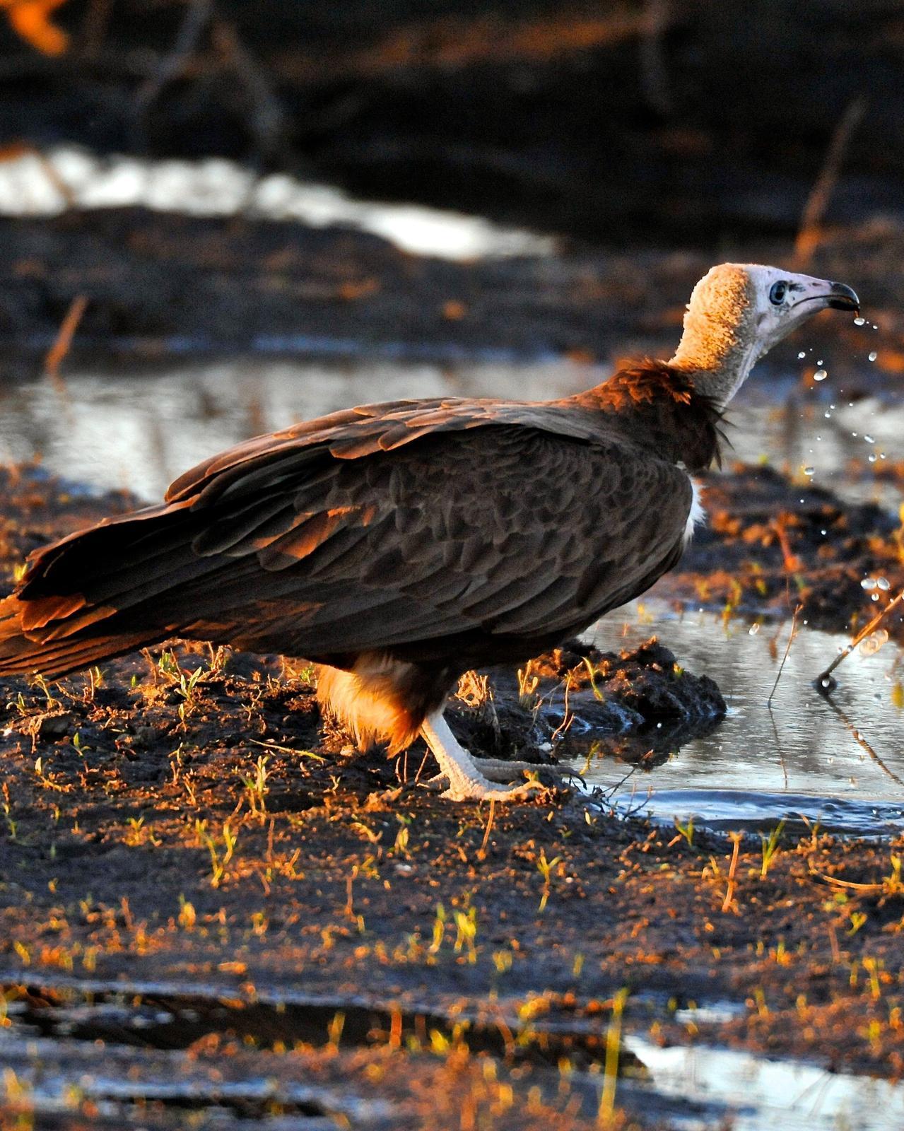 Hooded Vulture Photo by Gerald Friesen