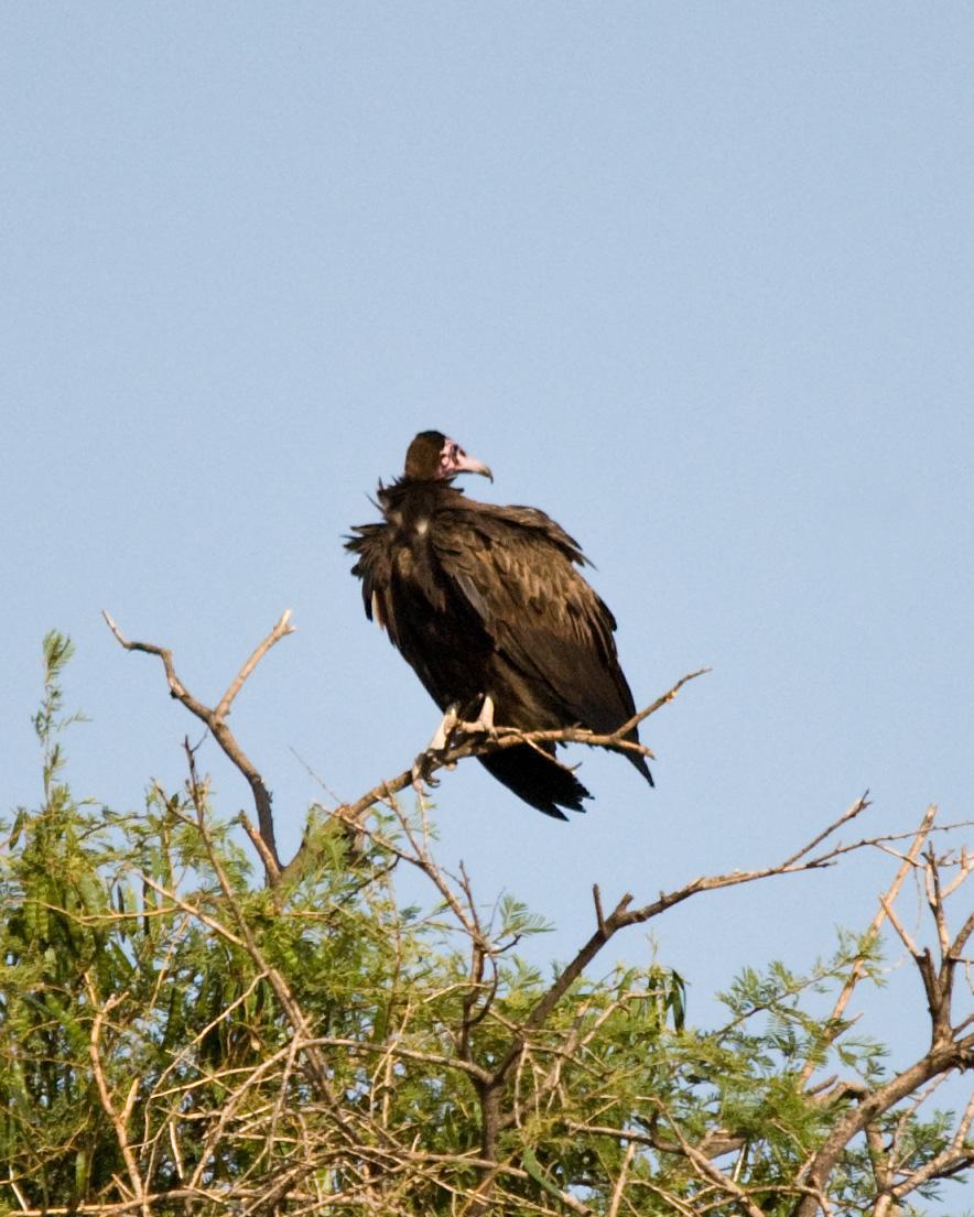 Hooded Vulture Photo by Carol Foil