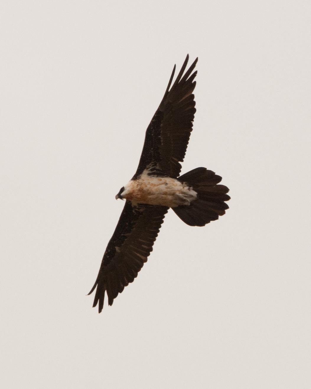 Bearded Vulture Photo by Cameron Carver