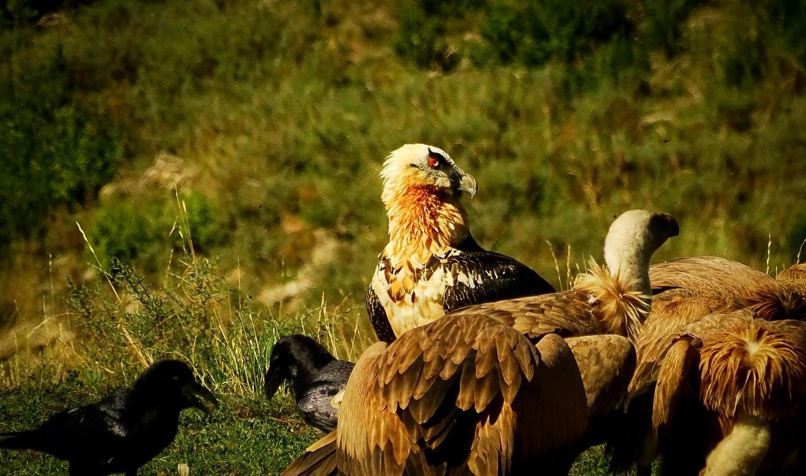 Bearded Vulture Photo by Julio Delgado