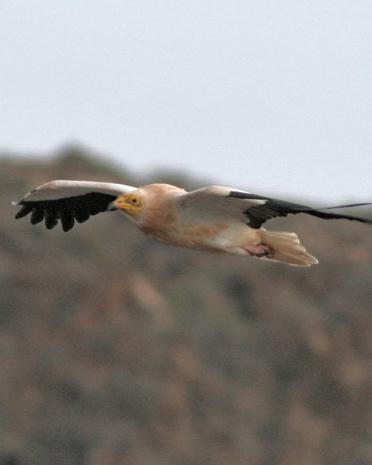 Egyptian Vulture Photo by Stephen Daly