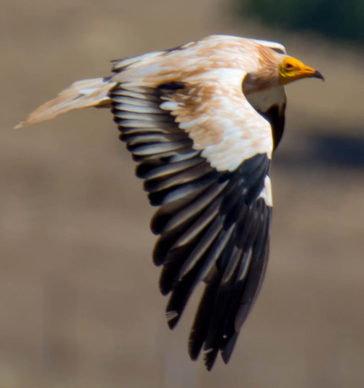 Egyptian Vulture Photo by Karen Prisby