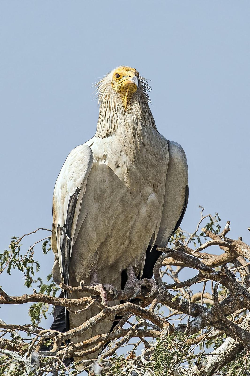 Egyptian Vulture Photo by Michael Phua