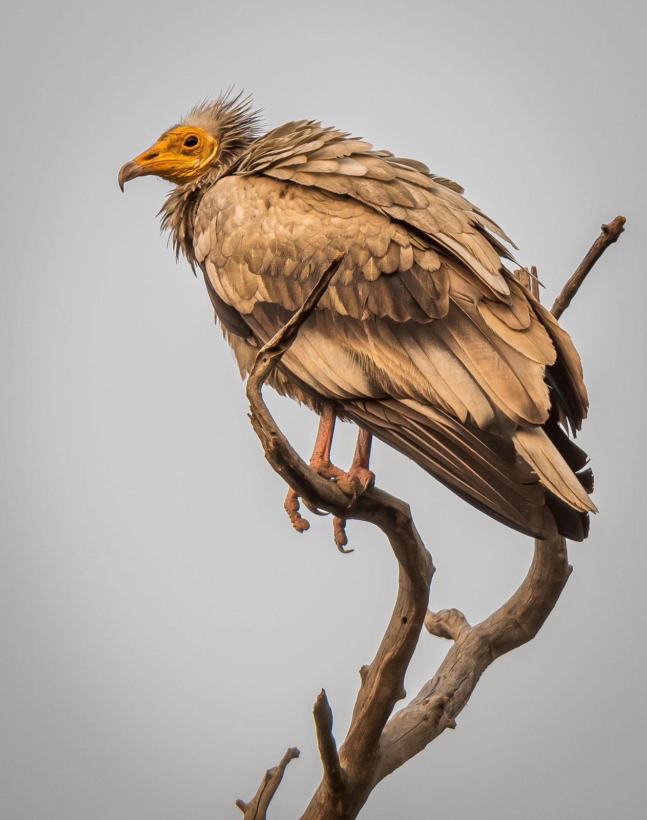 Egyptian Vulture Photo by Kishore Bhargava
