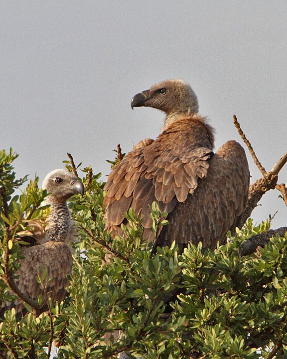 White-backed Vulture Photo by Jack Jeffrey