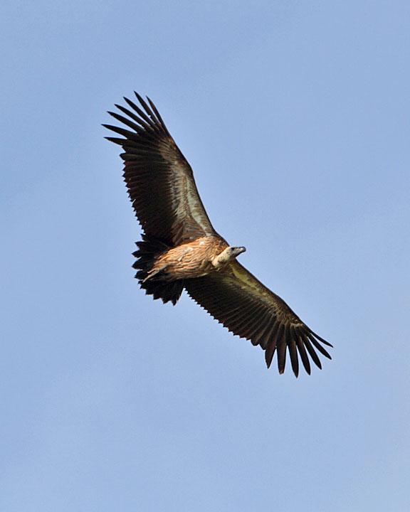 White-backed Vulture Photo by Jack Jeffrey