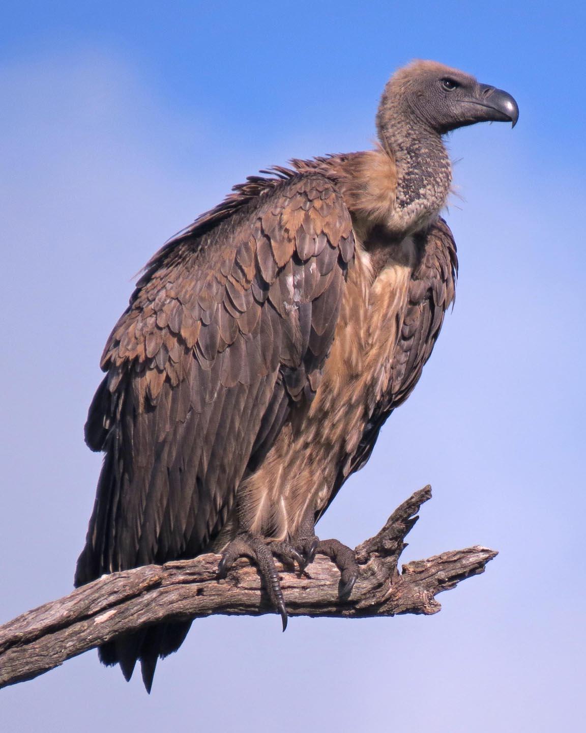 White-backed Vulture Photo by Peter Boesman