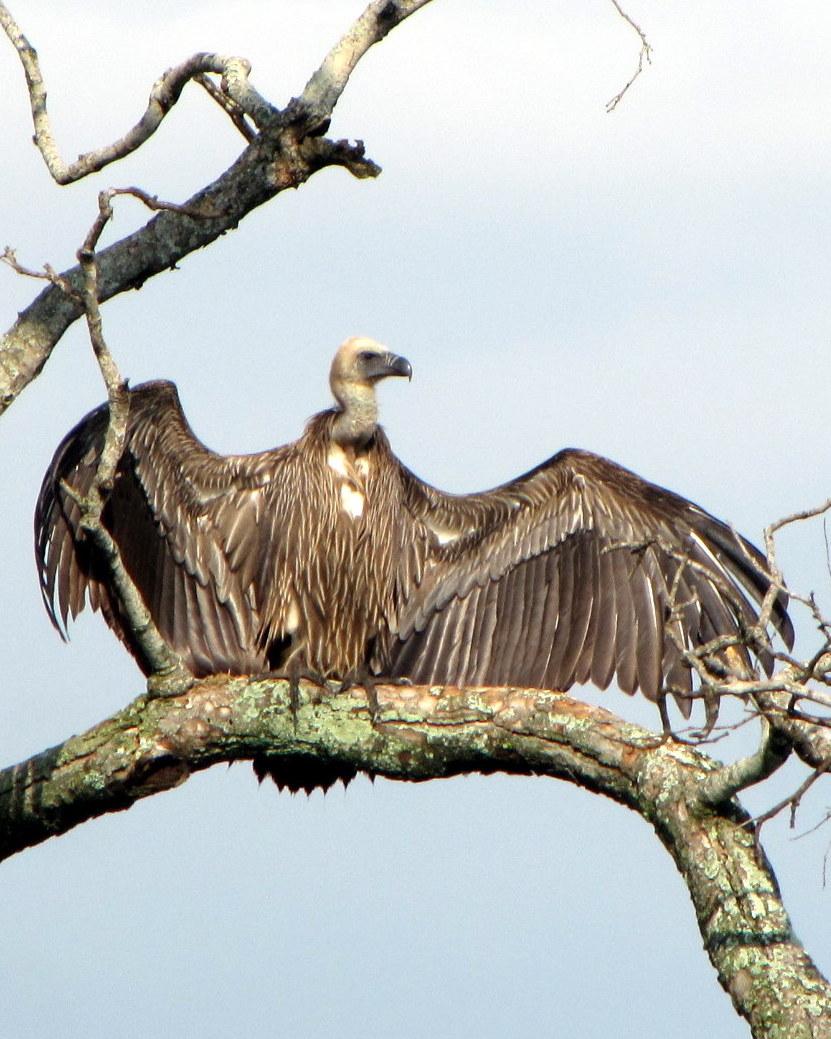 White-backed Vulture Photo by Richard  Lowe