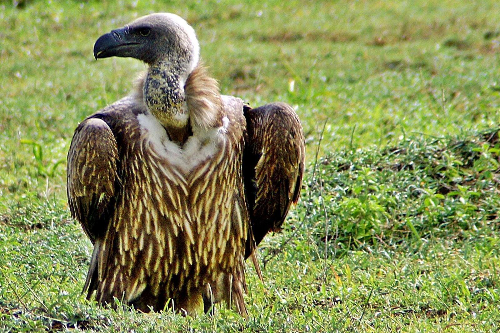 White-backed Vulture Photo by Charlie  Lawrence 