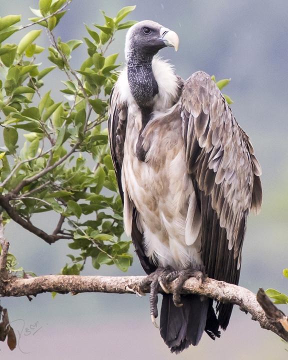 White-backed Vulture Photo by Rahul Kaushik