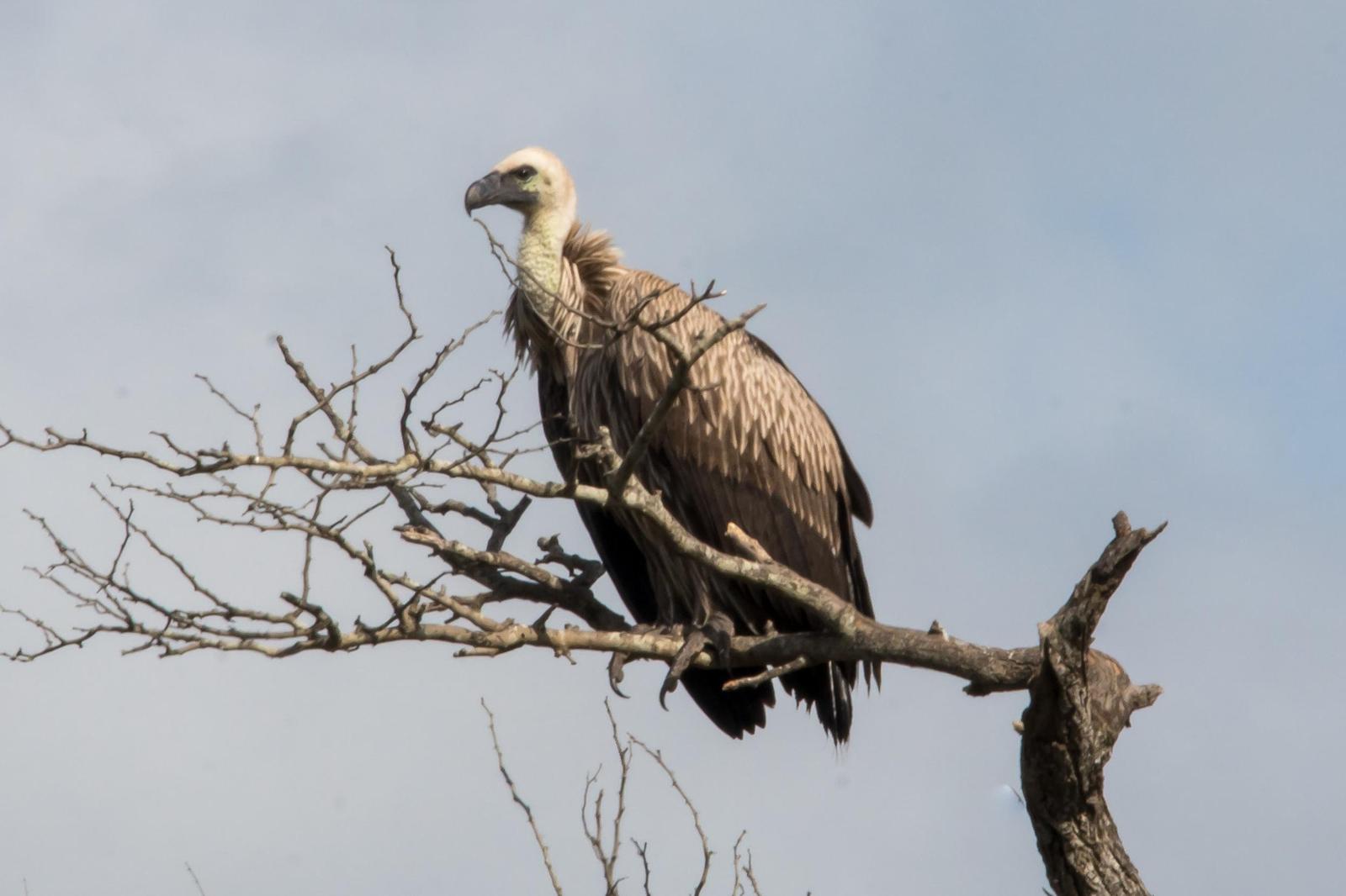 White-backed Vulture Photo by Gerald Hoekstra