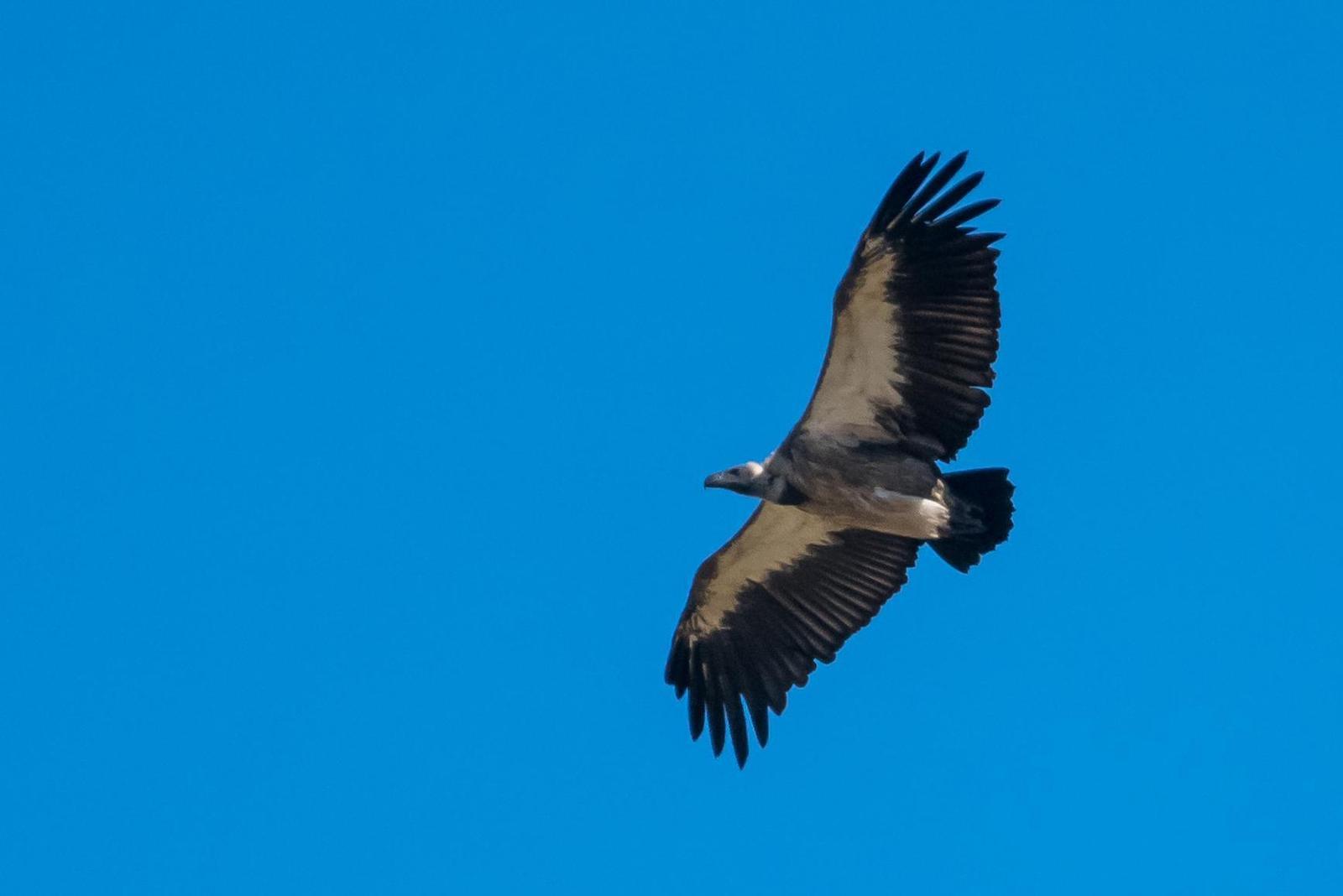 White-backed Vulture Photo by Gerald Hoekstra
