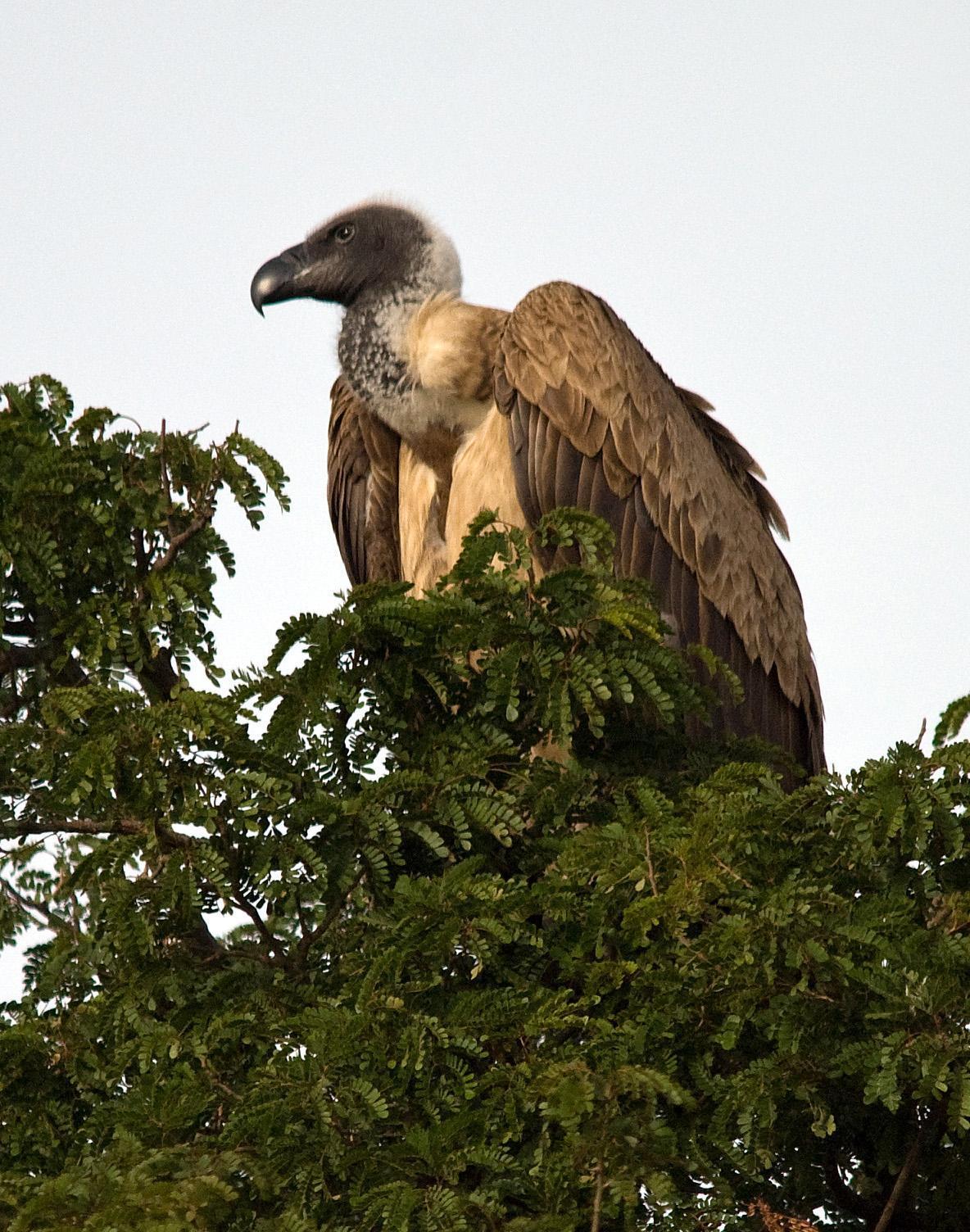 White-backed Vulture Photo by Carol Foil