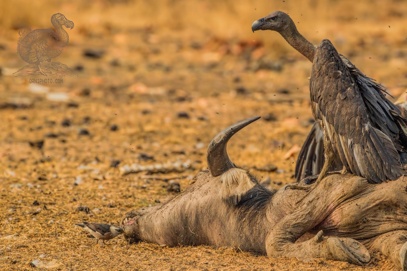 White-rumped Vulture Photo by Jeff Schwilk