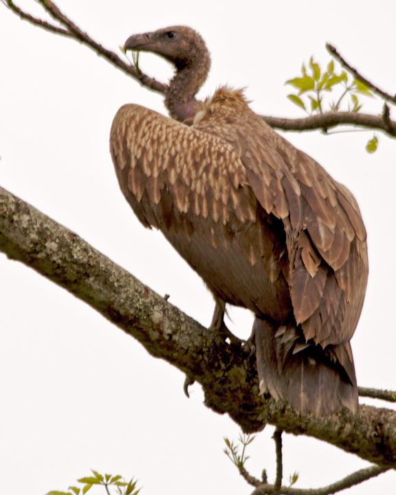 Slender-billed Vulture Photo by David Bishop