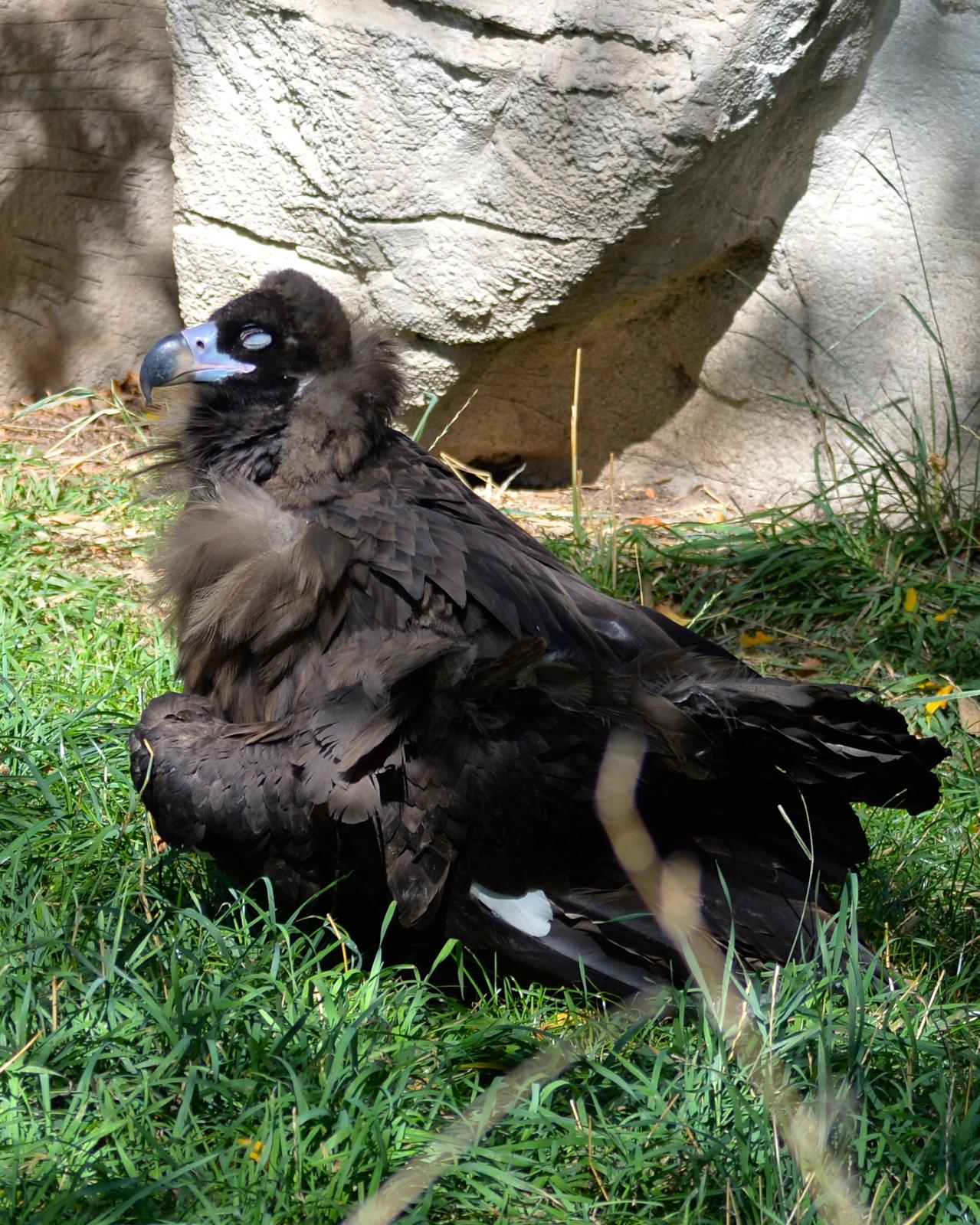 Cinereous Vulture Photo by Gerald Friesen