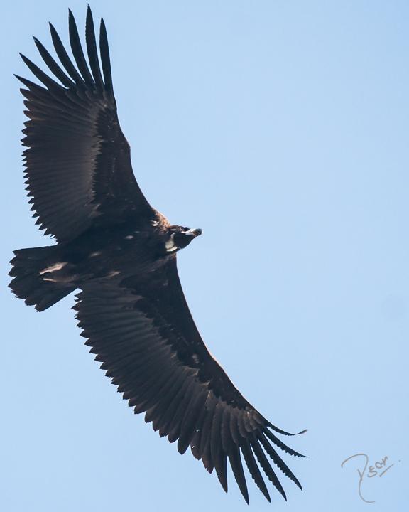 Cinereous Vulture Photo by Rahul Kaushik